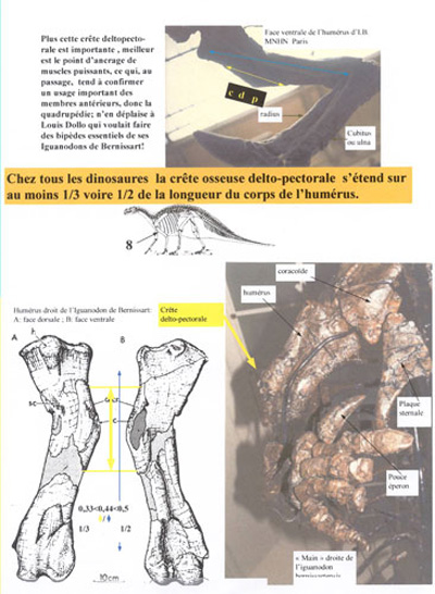 Hum�rusdedinosaure.
