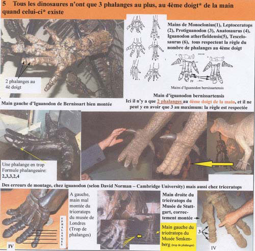 Dinosaure:doigts.
