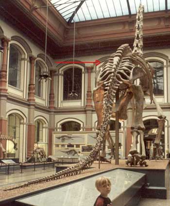 Dinosaure:brachiosaurusbrancai