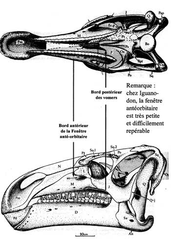 Dinosaure:t�ted'iguanodon.