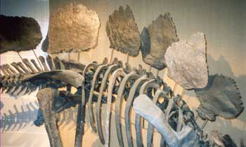 Dinosaure:st�gosaure.