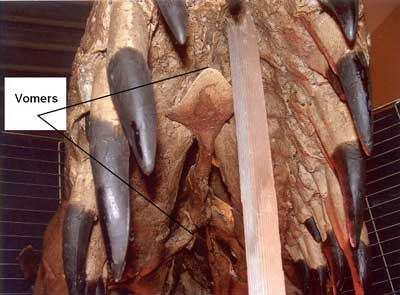 Dinosaure:vomersduTyranosaurusRex.