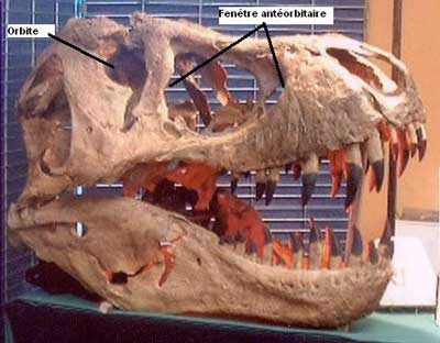 Dinosaure:TyranosaurusRex.