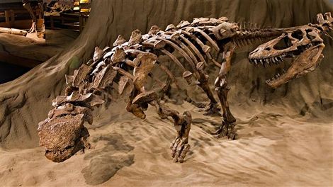 Fossile du dinosaure Ankylosaurus. Fossile du dinosaure Ankylosaurus.