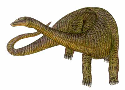apatosaurus.