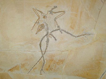 Fossile d'Archaeopteryx. Fossile d'Archaeopteryx.