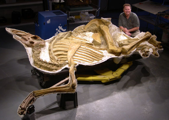brachylophosaurus.