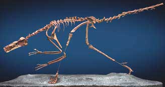 buitreraptor.