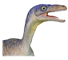 compsognathus.