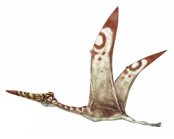 hatzegopteryx.