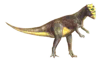 homalocephale.