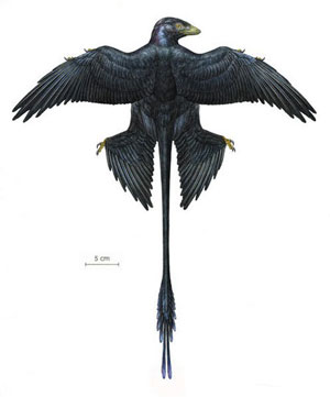 Microraptor.