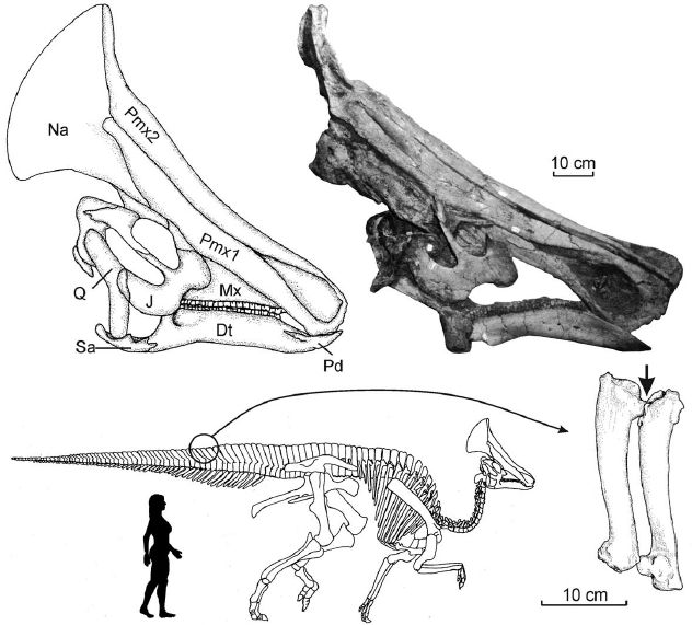 olorotitan.