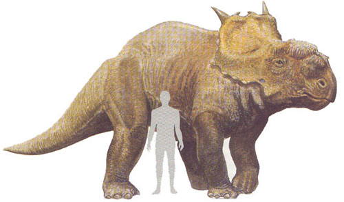 pachyrhinosaurus.
