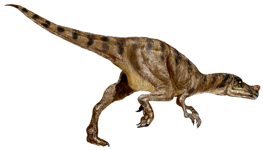 Proc�ratosaurus.