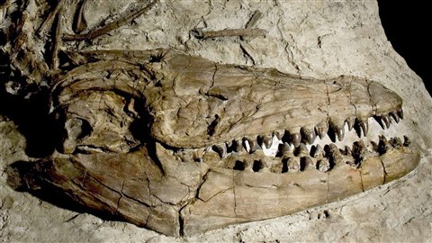prognathodon