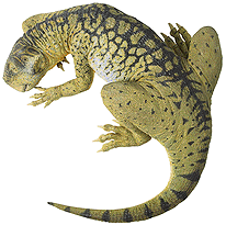 psittacosaurus.