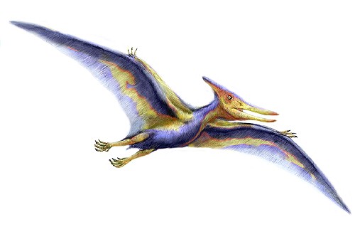 pteranodon.