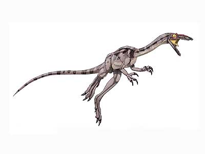 saltopus.