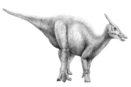 saurolophus.