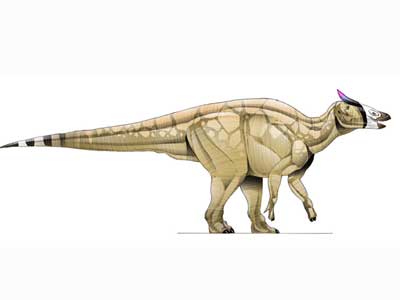 saurolophus.