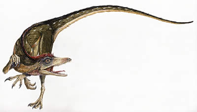 sinosauropteryx.