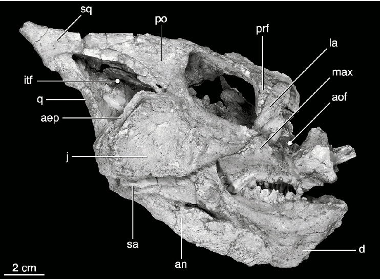 yamaceratops
