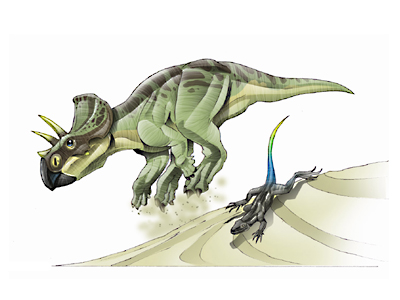 Le dinosaure zuniceratops