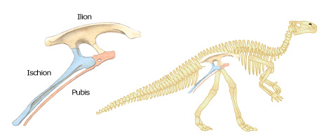 Ornithischien
