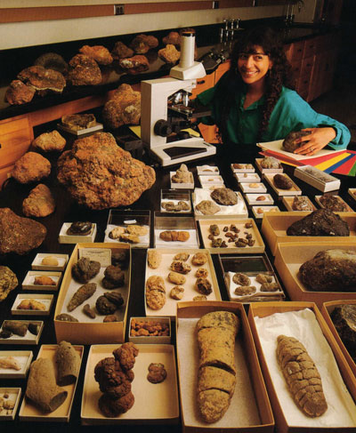 Crottes,dinosaures. Crottes,fossiles,dinosaures.