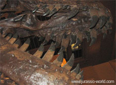 Dents de Tyrannosaure