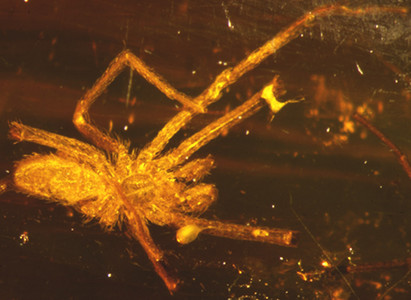 Araign�e