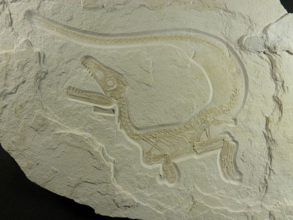dinosaure.