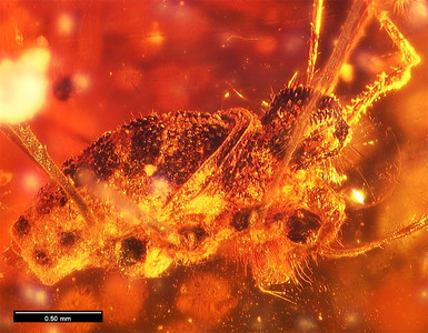 Arachnide