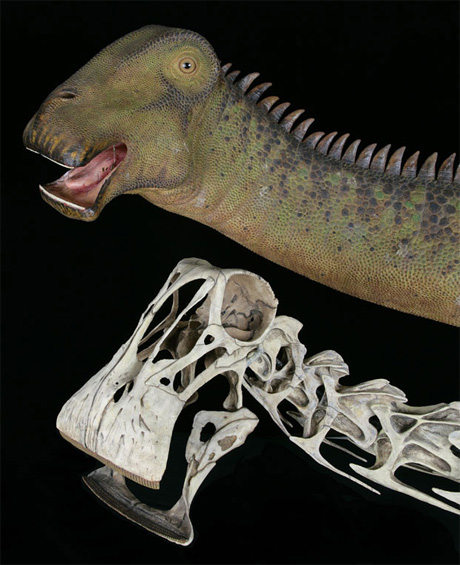 Nigersaurus taqueti Nigersaurus taqueti