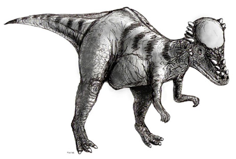Pachycephalosaure Pachycephalosaure