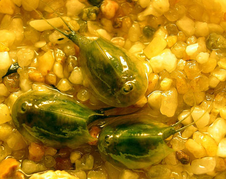 Triops cancriformis Triops cancriformis
