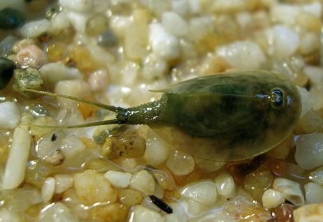 Triops cancriformis Triops cancriformis