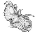 Albertaceratops nesmoi Albertaceratops nesmoi