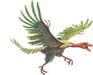 Archéoptéryx Archéoptéryx