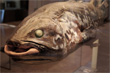 Coelacanthe Coelacanthe