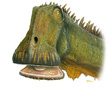 Nigersaurus taqueti Nigersaurus taqueti