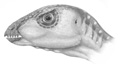 Oryctodromeus Cubicularis Oryctodromeus Cubicularis