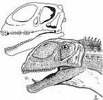 Jobaria et son crâne fossile.