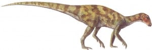 Parksosaurus.