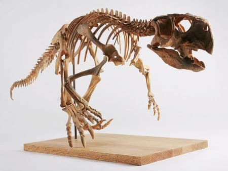 Fossile de Psittacosaurus.