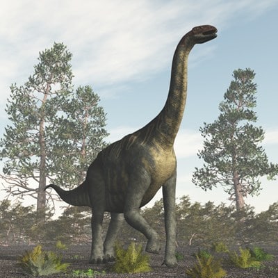 Le dinosaure Jobaria.