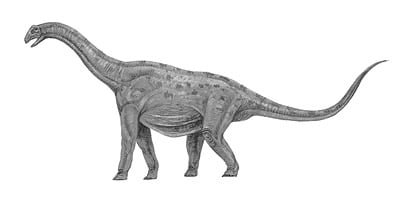 Le dinosaure Jobaria.