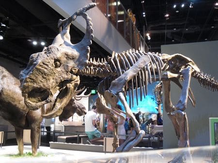 Squelette fossile du dinosaure Pachyrhinosaurus.