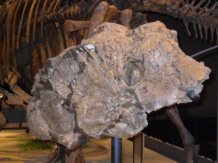 Crâne fossile du dinosaure Pachyrhinosaurus.
